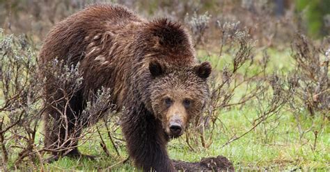 Authorities search for grizzly bear that mauled a Montana hunter